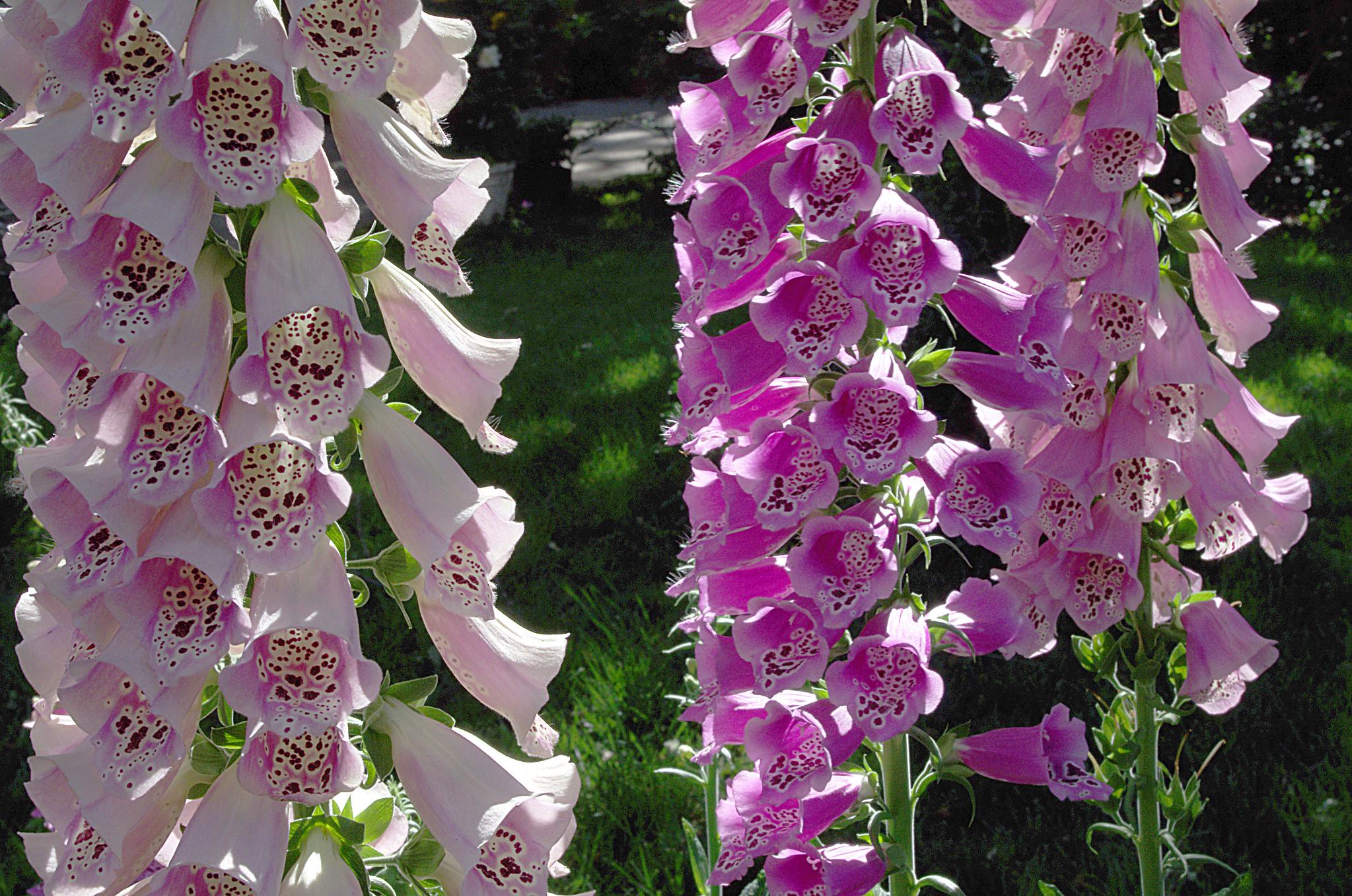 3-plants-that-look-like-foxglove