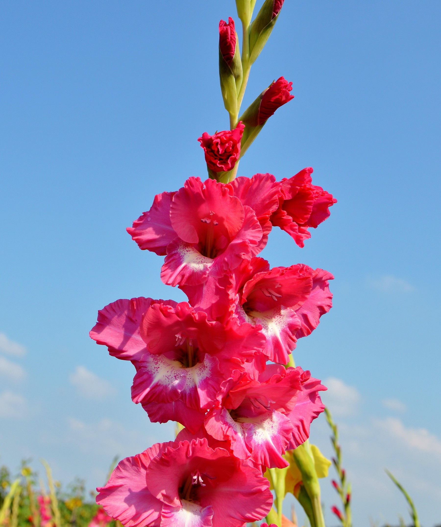 5 Plants That Look Like Gladiolus