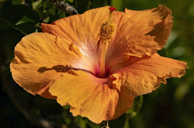 Do Deer Eat Hibiscus?