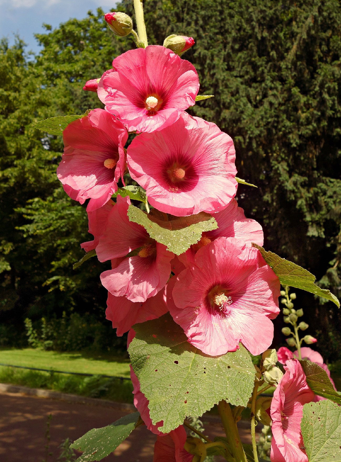 5 Plants That Look Like Gladiolus