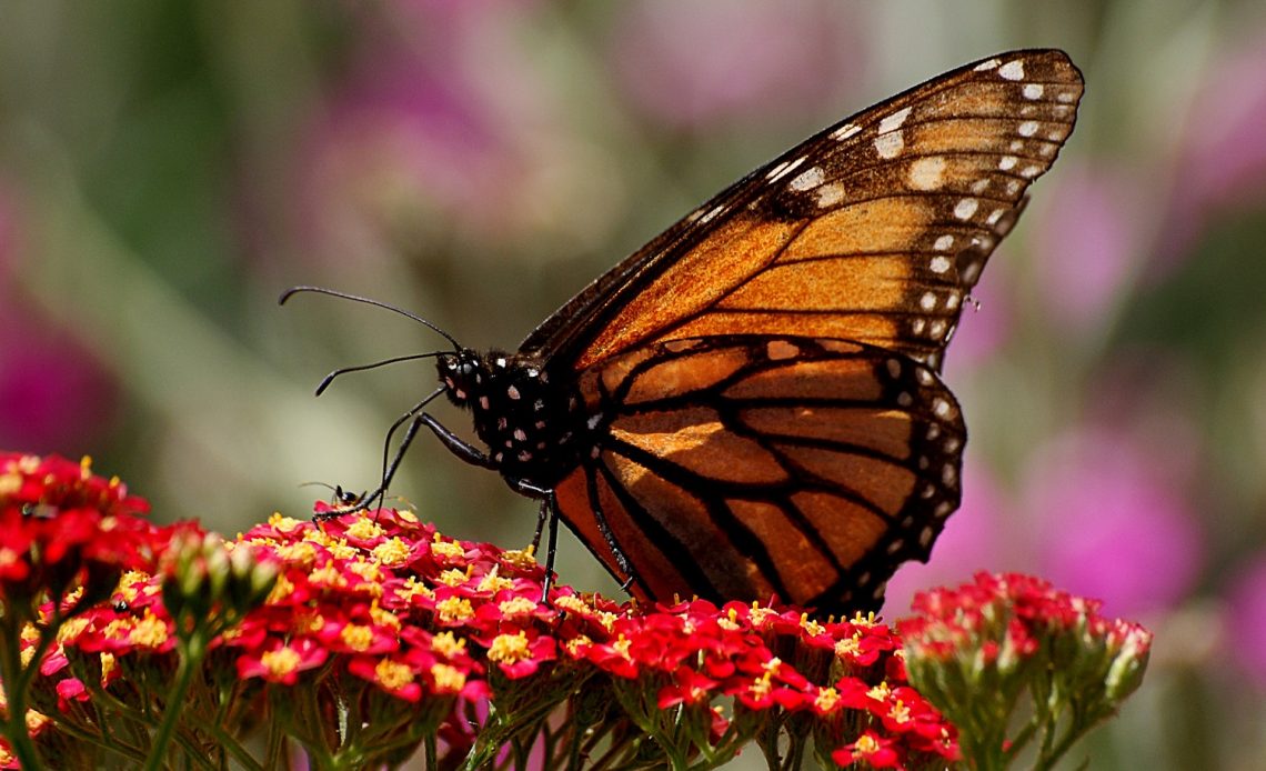 how-long-do-butterflies-live