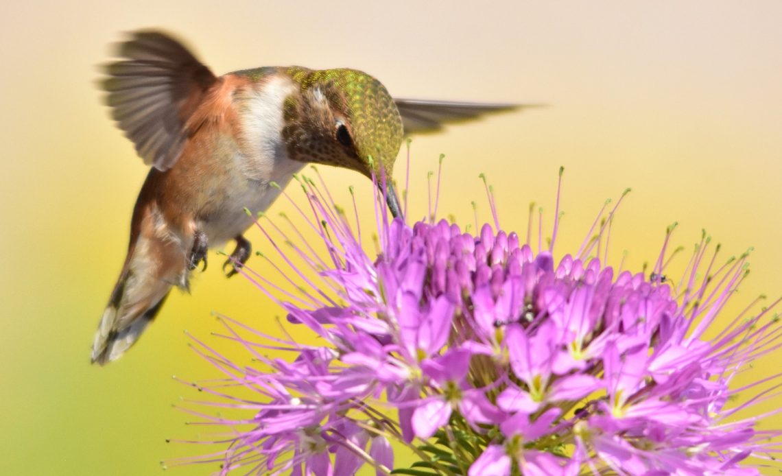 how-much-do-hummingbirds-weigh