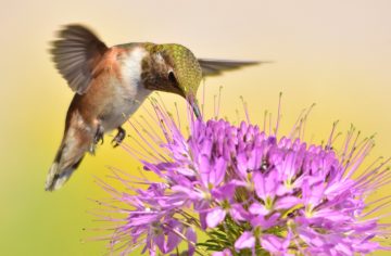 How Much Do Hummingbirds Weigh?