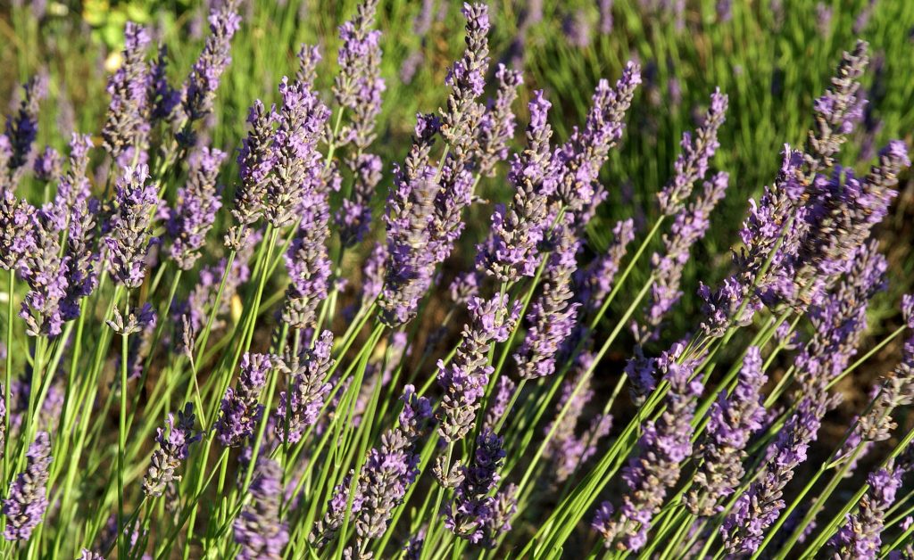 When Does Lavender Bloom?