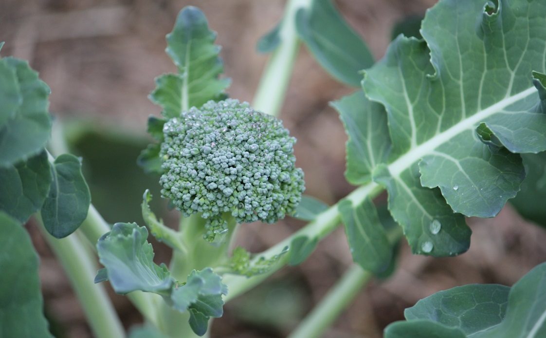 is-broccoli-man-made