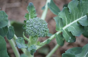Is Broccoli Man-Made?