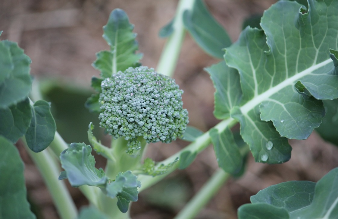 Is Broccoli ManMade?