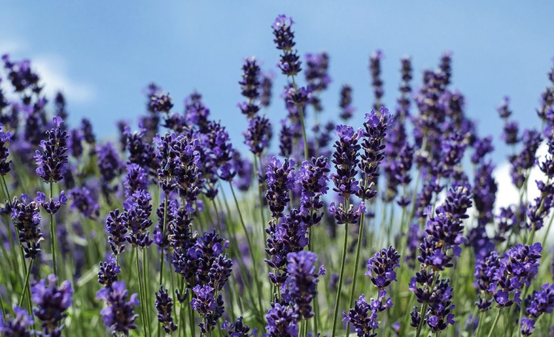 is-lavender-a-flower