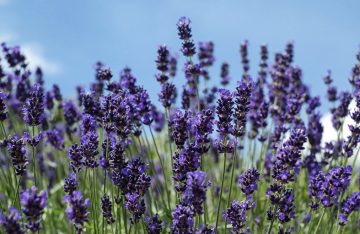 Is Lavender a Flower?