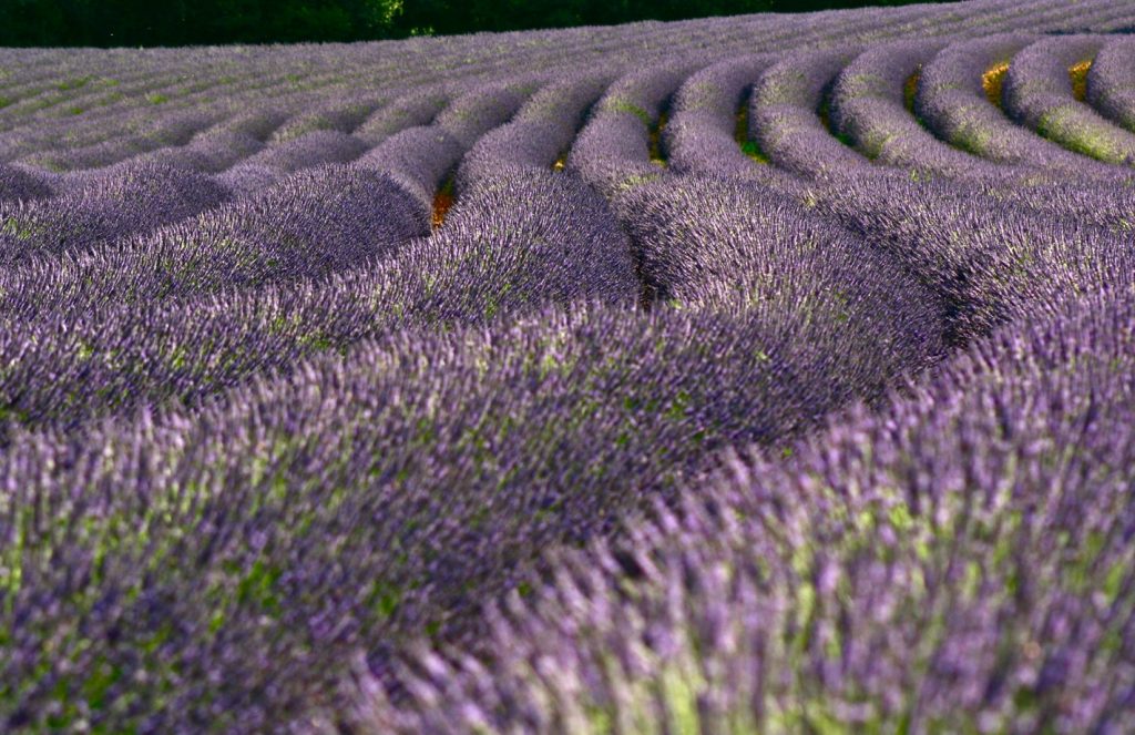 Do Deer Eat Lavender?