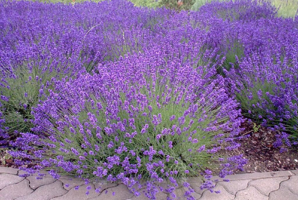 Is Lavender A Flower A Shrub A Herb Is Lavender A Flower A Shrub A Herb