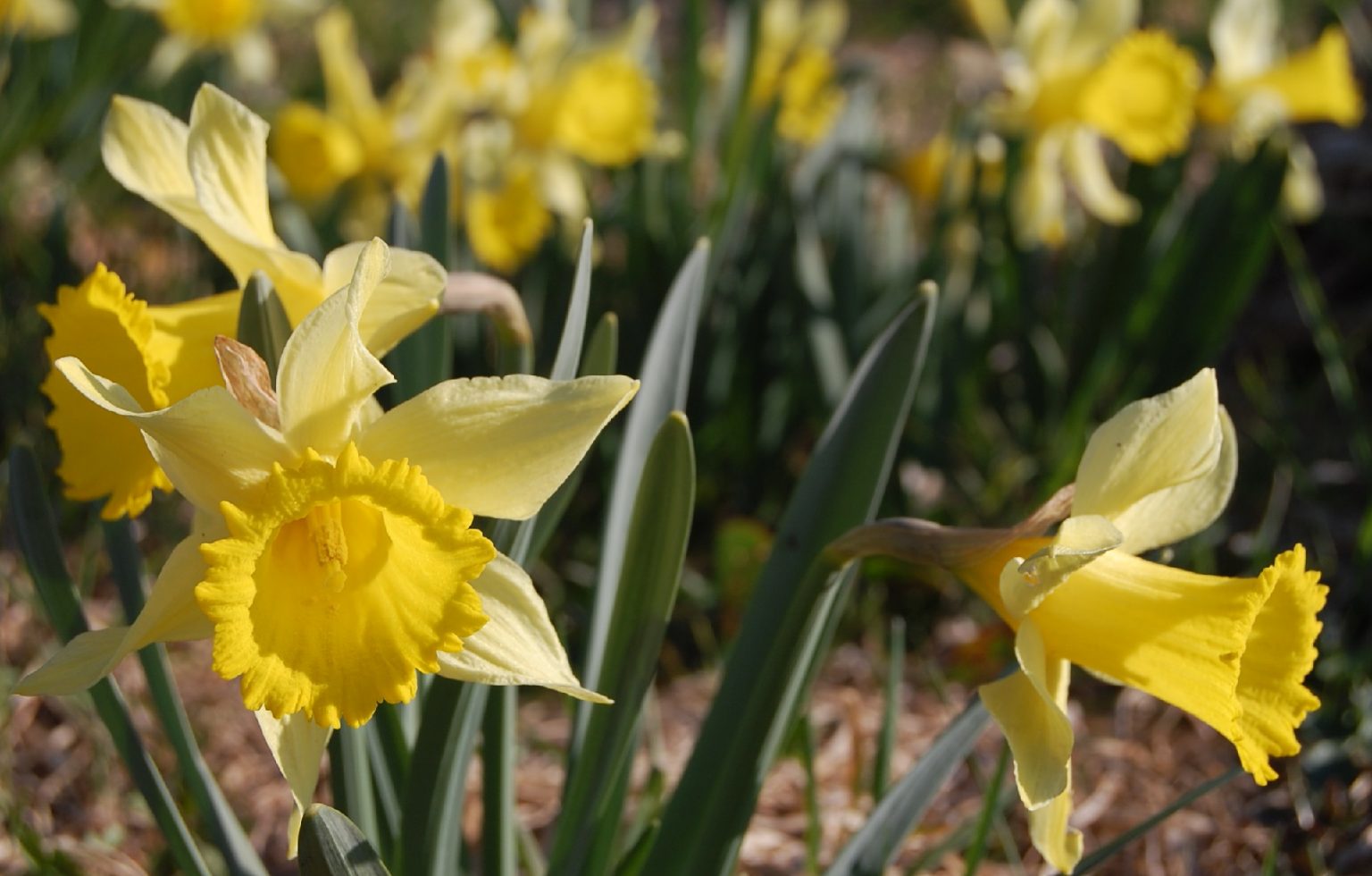 Do Bees Like Daffodils?