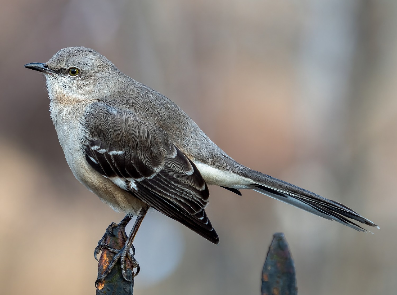 Why Do Birds Chirp At Night? - 8 Reasons That Might Surprise You