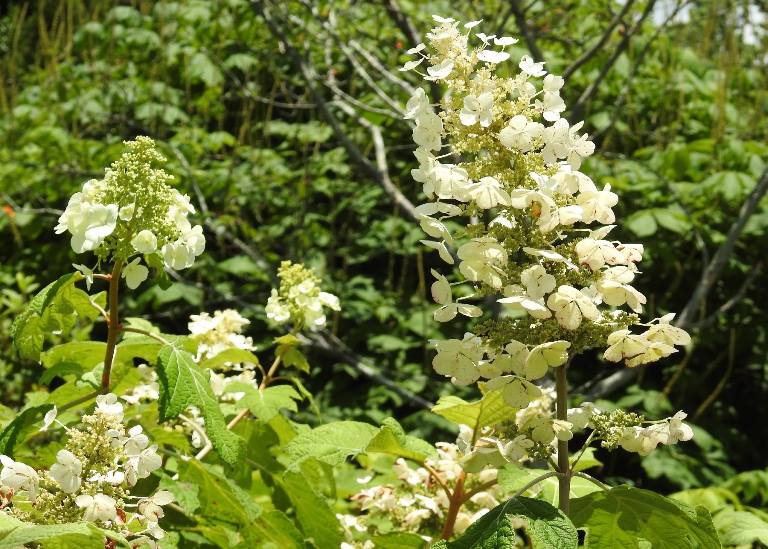 Do Deer Eat Hydrangeas?