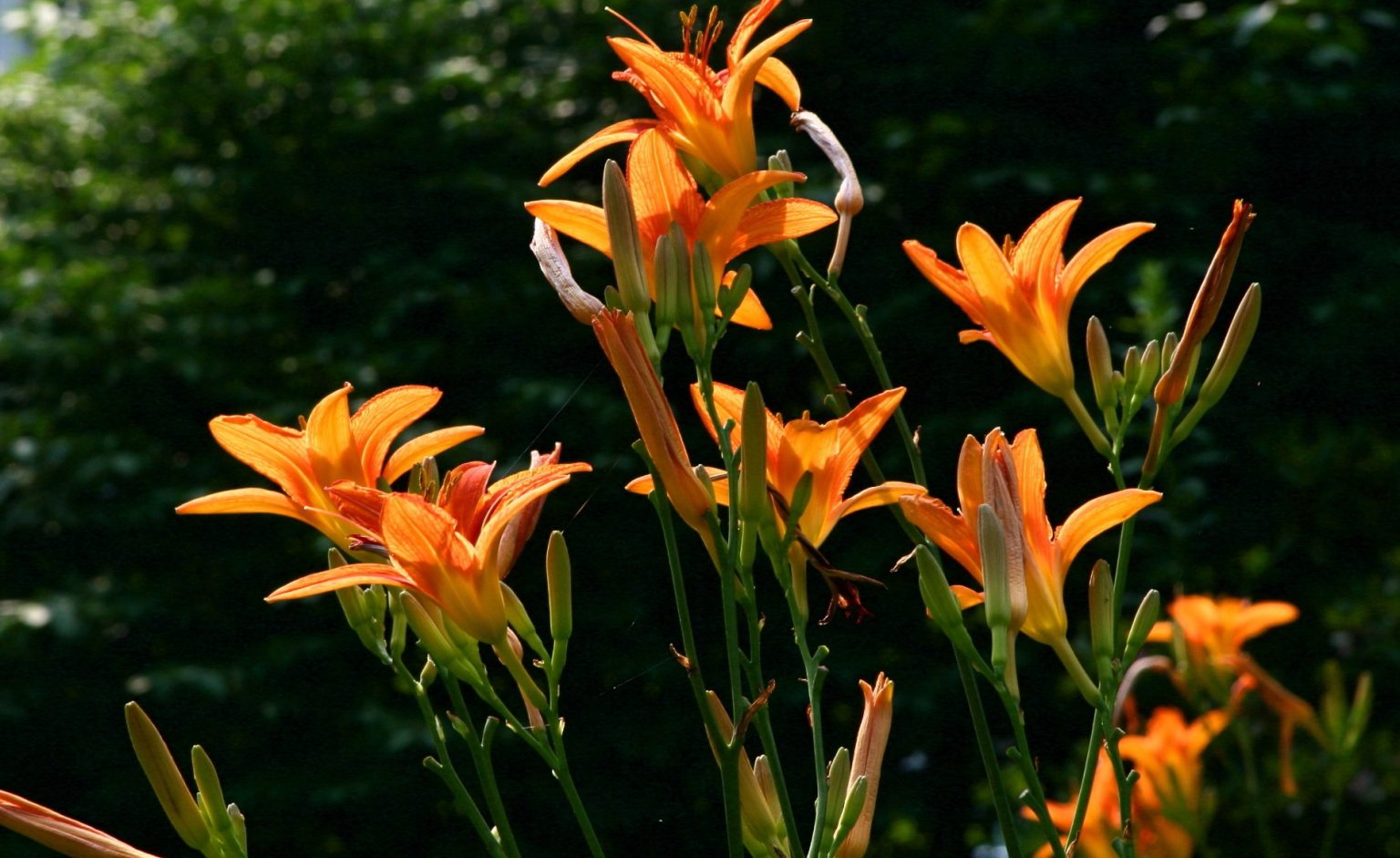 Do Deer Eat Daylilies?