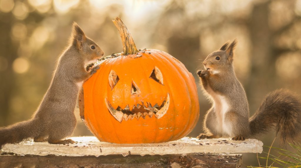 Do Deer Eat Pumpkins?