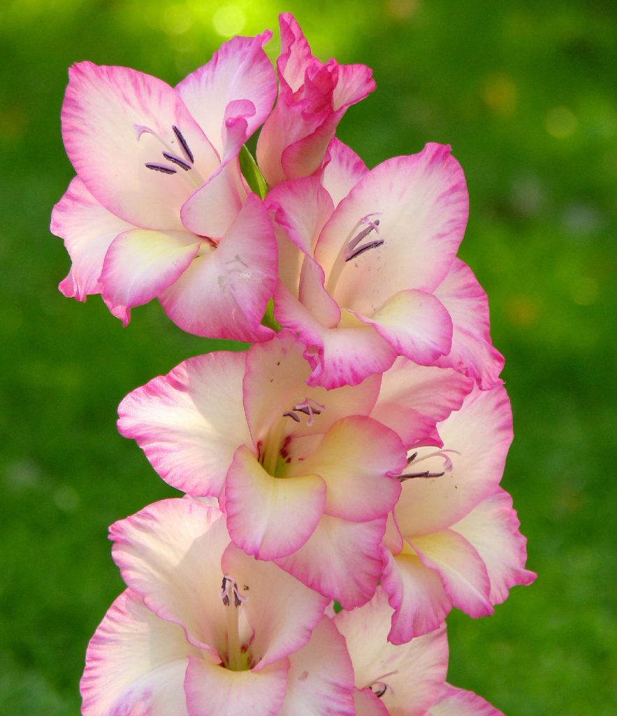 5 Plants That Look Like Gladiolus