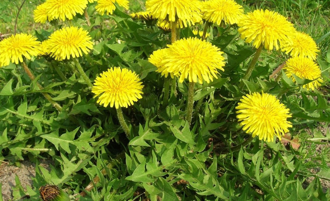 plants-that-look-like-dandelion-leaves