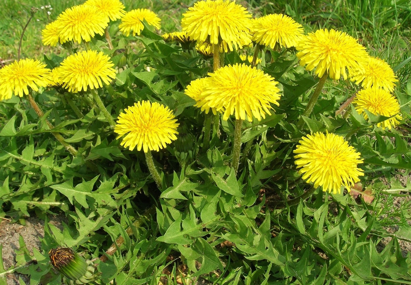 4 Plants That Look Like Dandelion Leaves