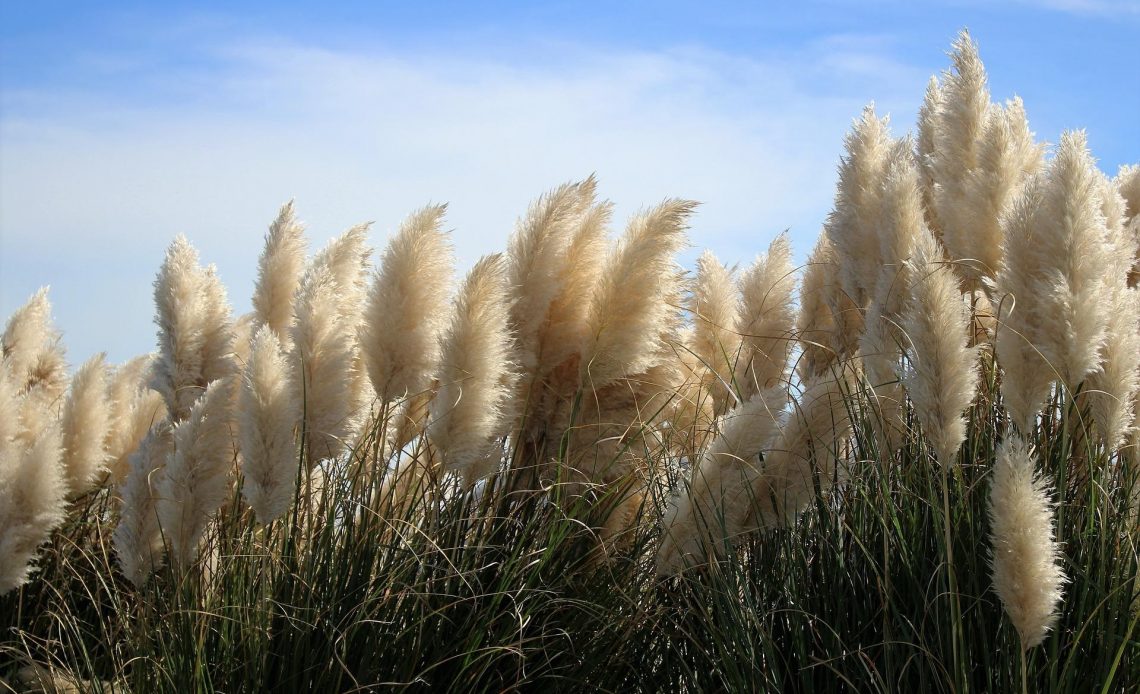 plants-that-look-like-feathers