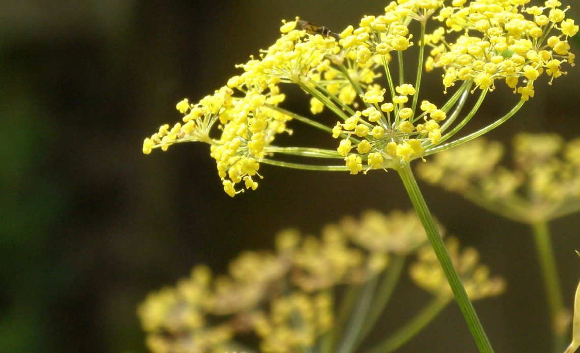 plants-that-look-like-fennel