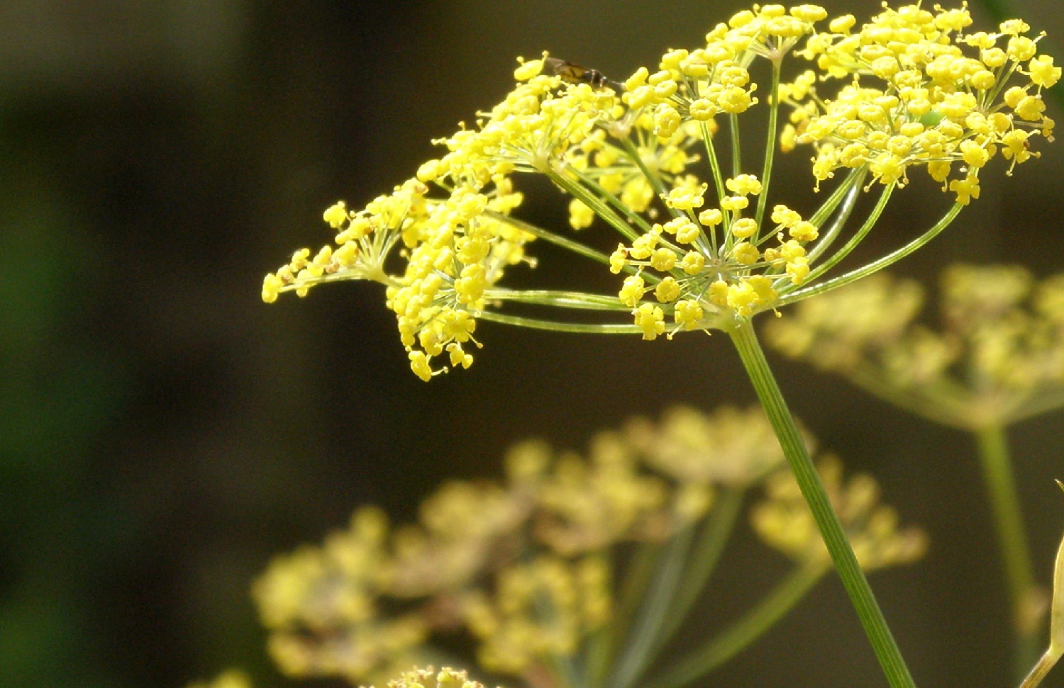 3-plants-that-look-like-fennel-don-t-mix-them-up