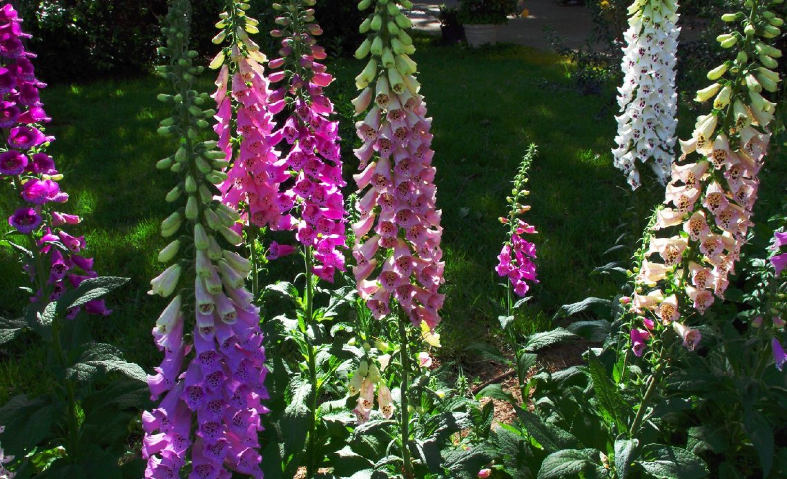 plants-that-look-like-foxglove