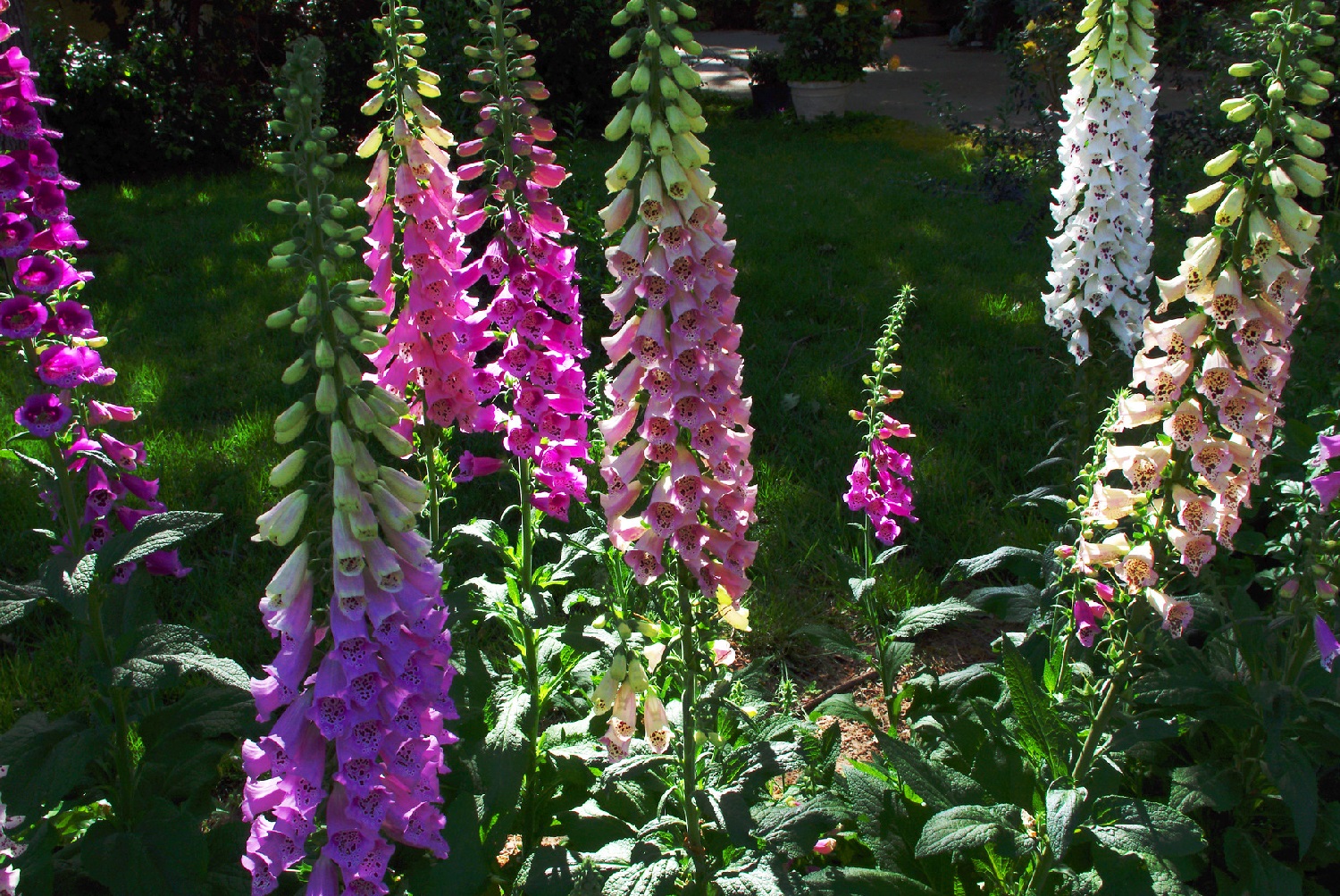 Foxglove Plant Digitalis