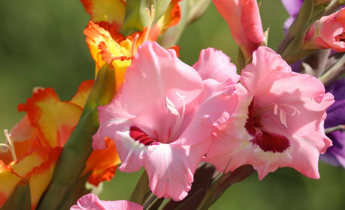 plants-that-look-like-gladiolus