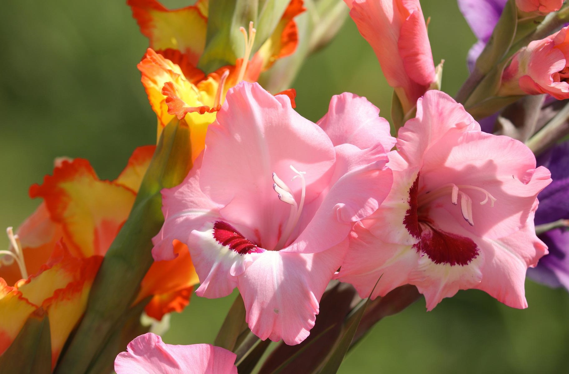 5-plants-that-look-like-gladiolus