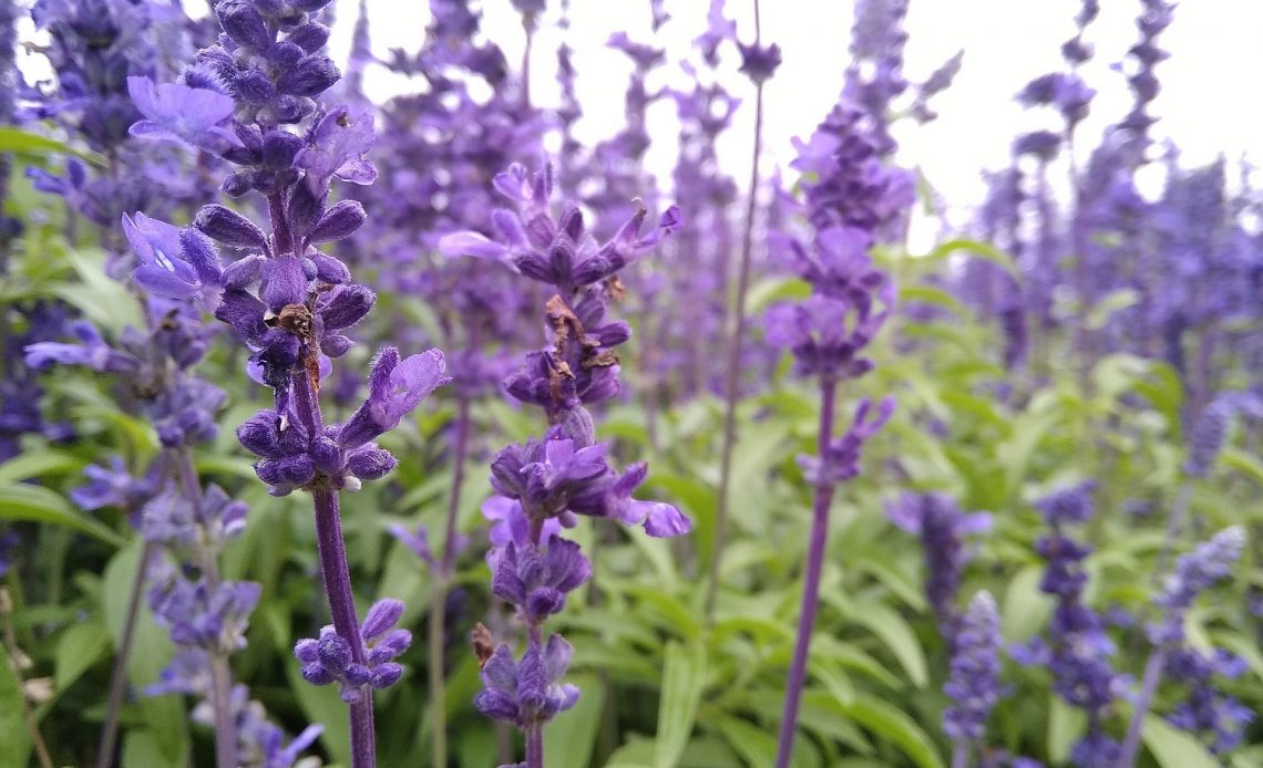 plants-that-look-like-lavender