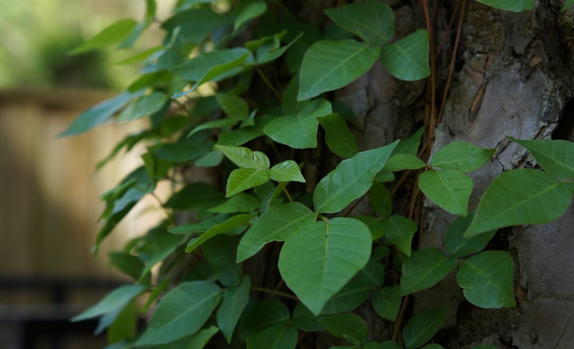 plants-that-look-like-poison-ivy