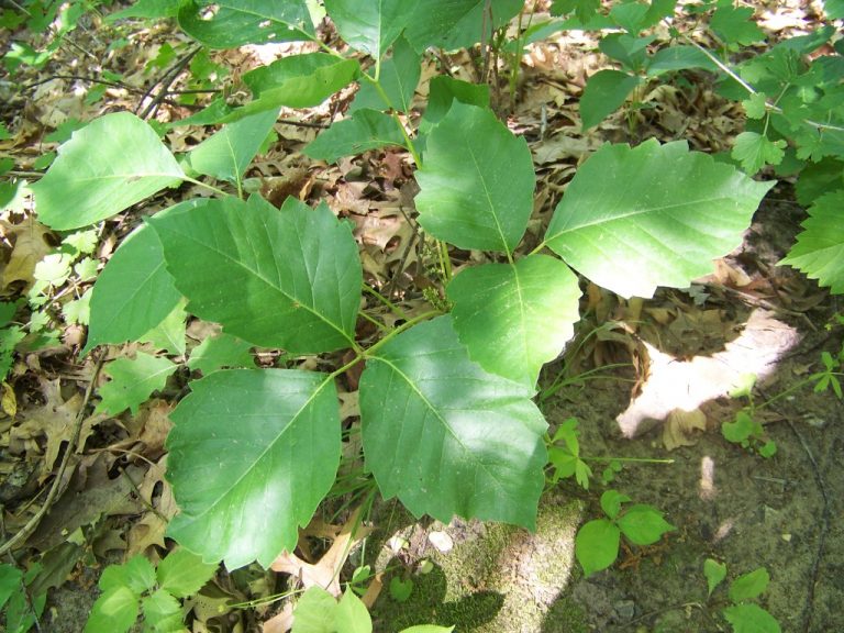 5 Plants That Look Like Poison Ivy (Don't Mix Them Up!)