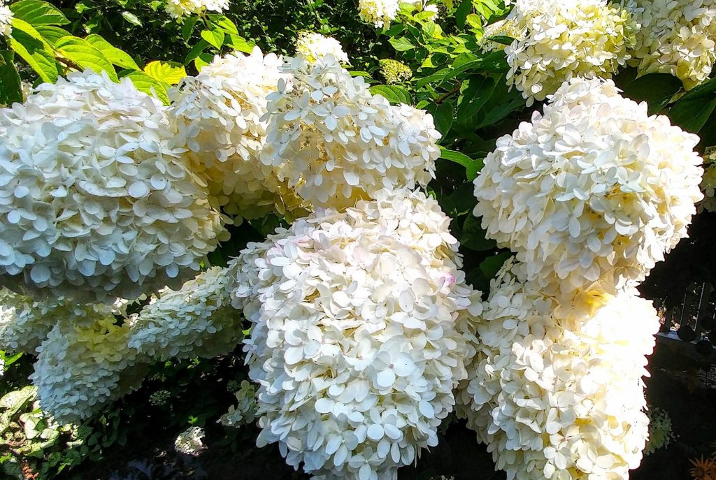 Do Deer Eat Hydrangeas?