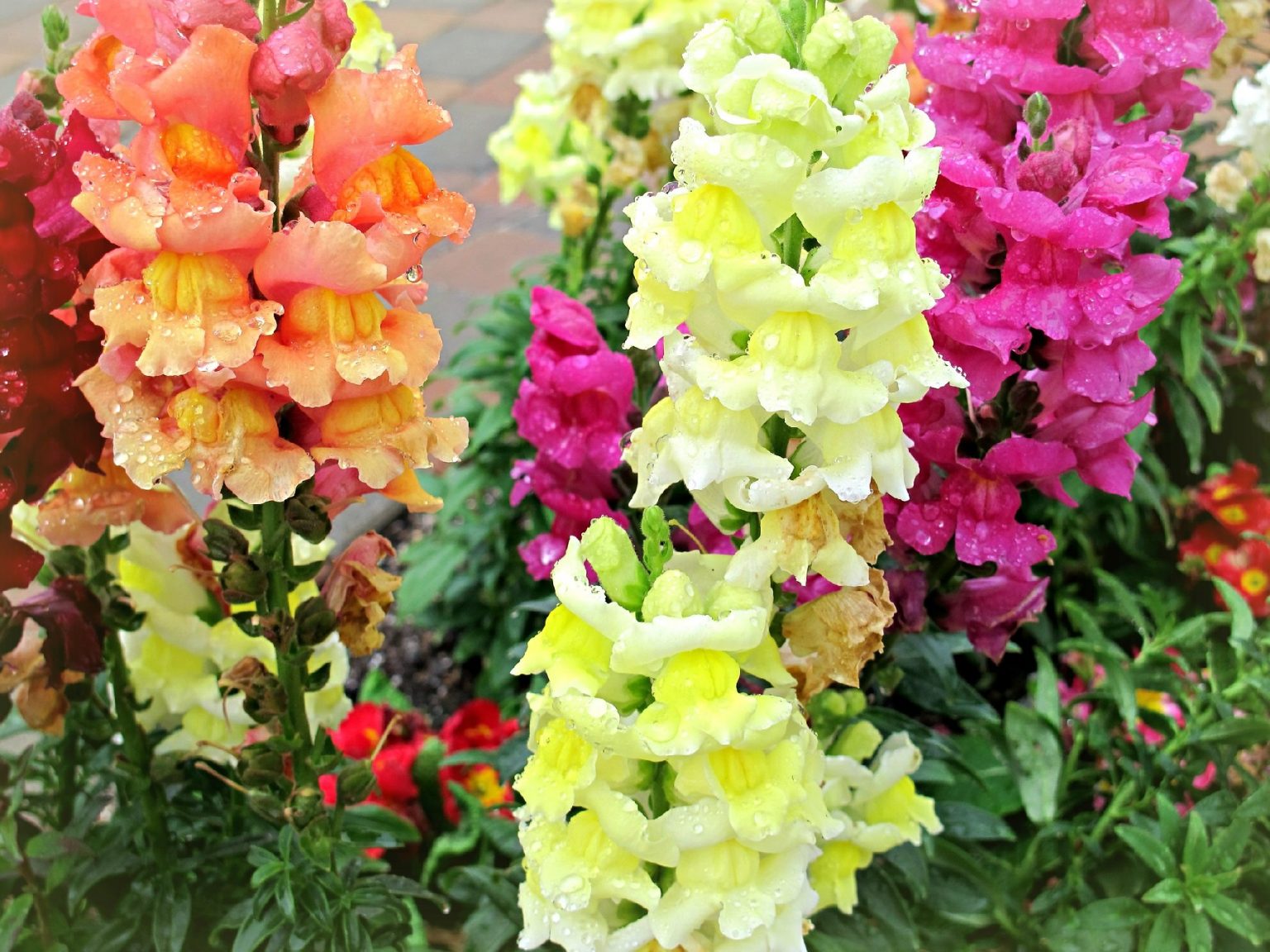 3-plants-that-look-like-foxglove