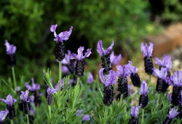 Russian Sage Vs. Lavender: What’s The Difference?