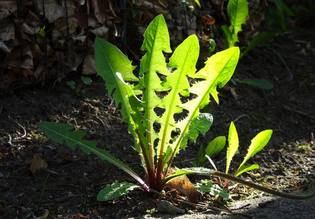 4 Plants That Look Like Dandelion Leaves
