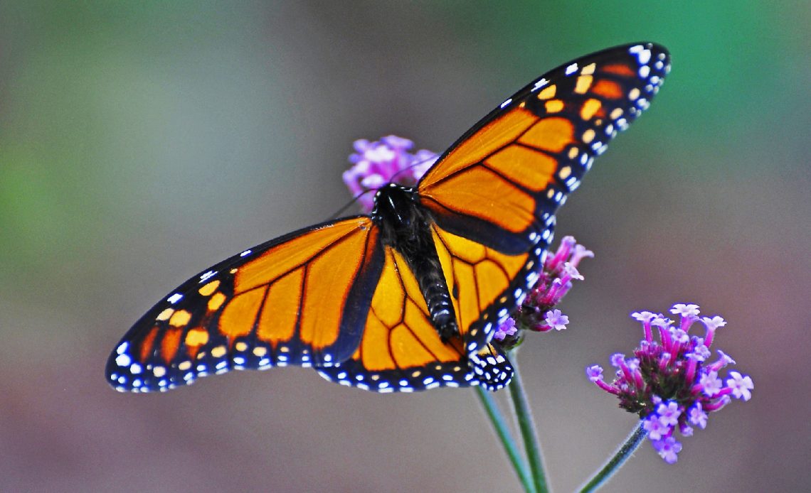 what-do-butterflies-eat