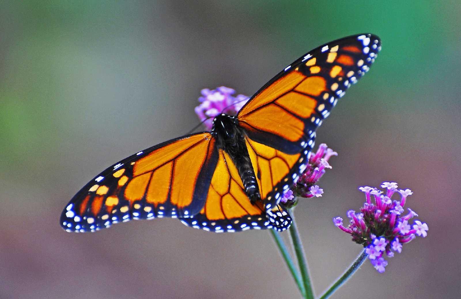 What Do Butterflies Eat?