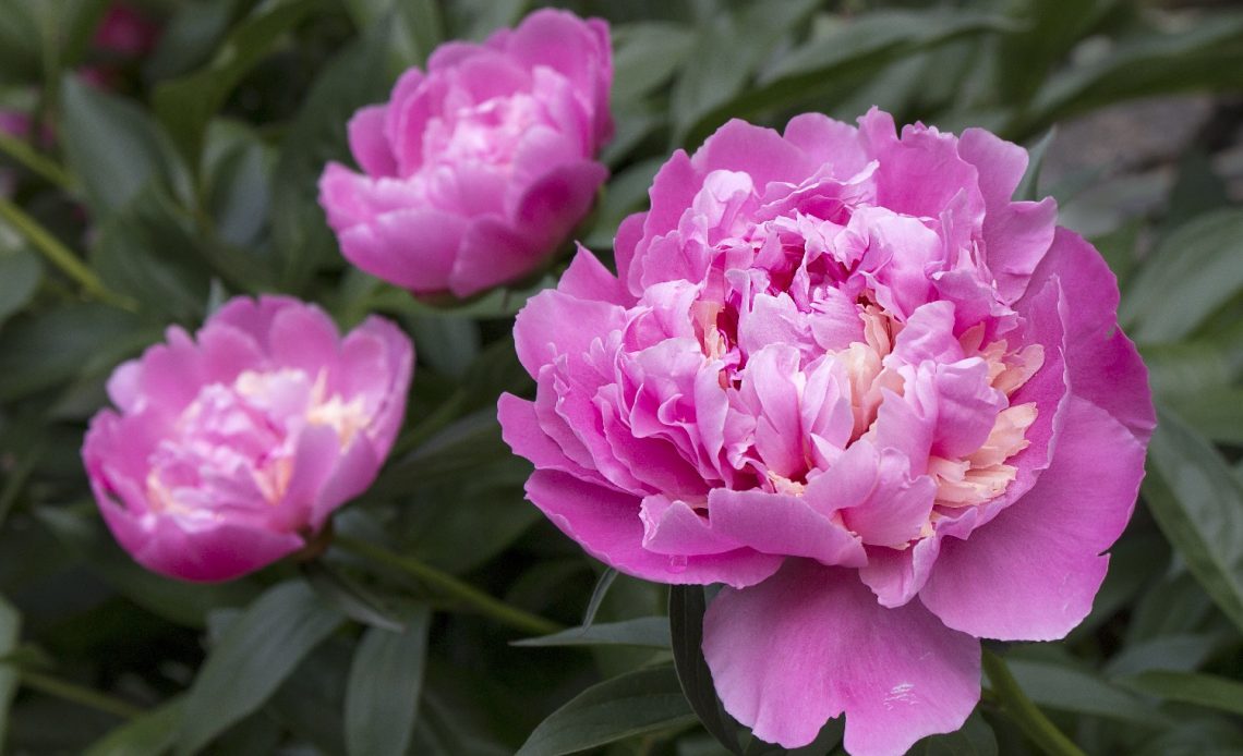 what-do-peonies-smell-like