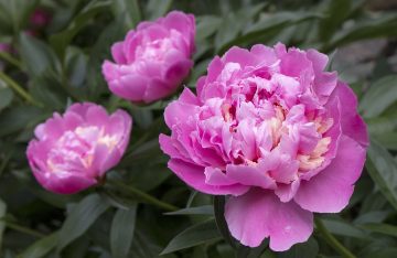 What Do Peonies Smell Like?