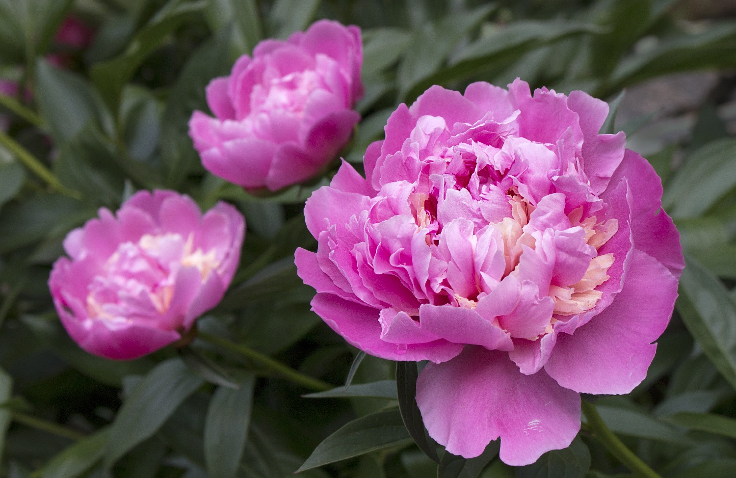 What Does Peony Smell Like? 