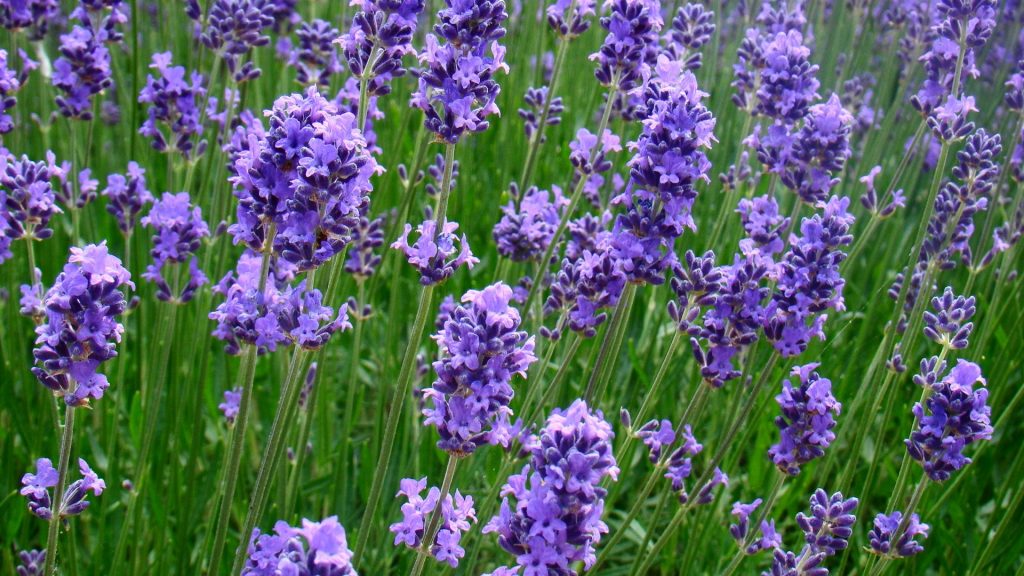 5 Tips to Grow Perfect Lavender 