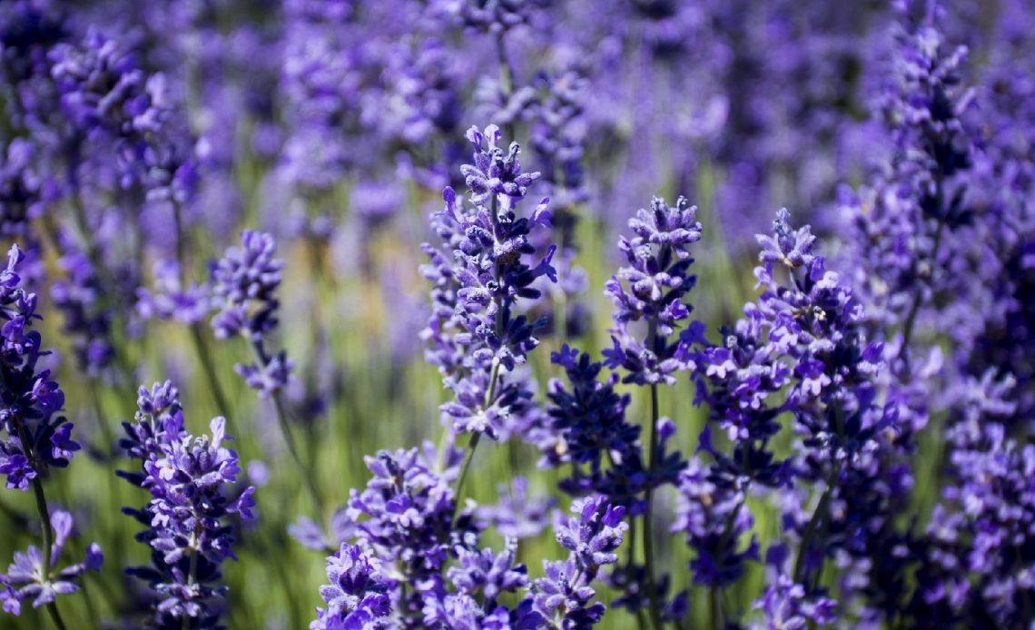 When Does Lavender Bloom?