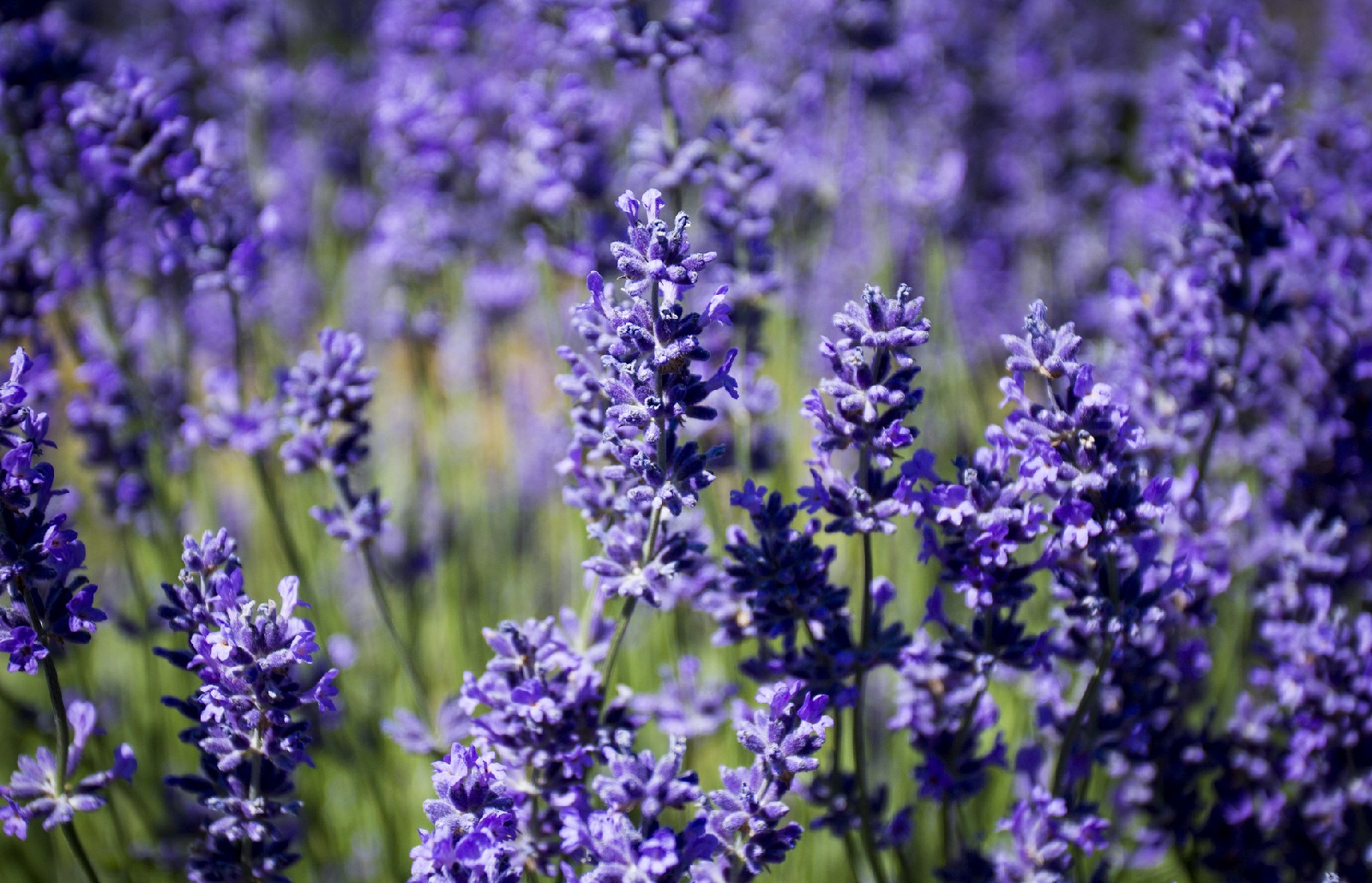 when-does-lavender-bloom