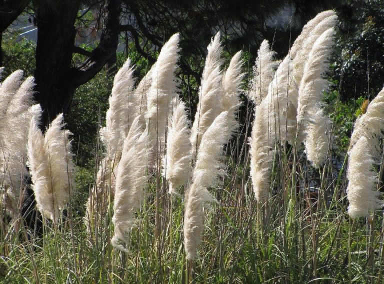 6 Amazing Plants That Look Like Feathers