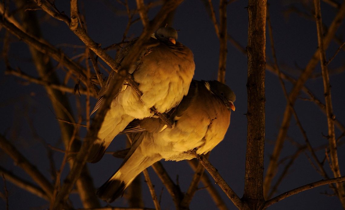 why-do-birds-chirp-at-night