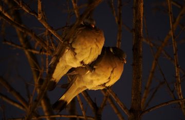 Why Do Birds Chirp At Night?