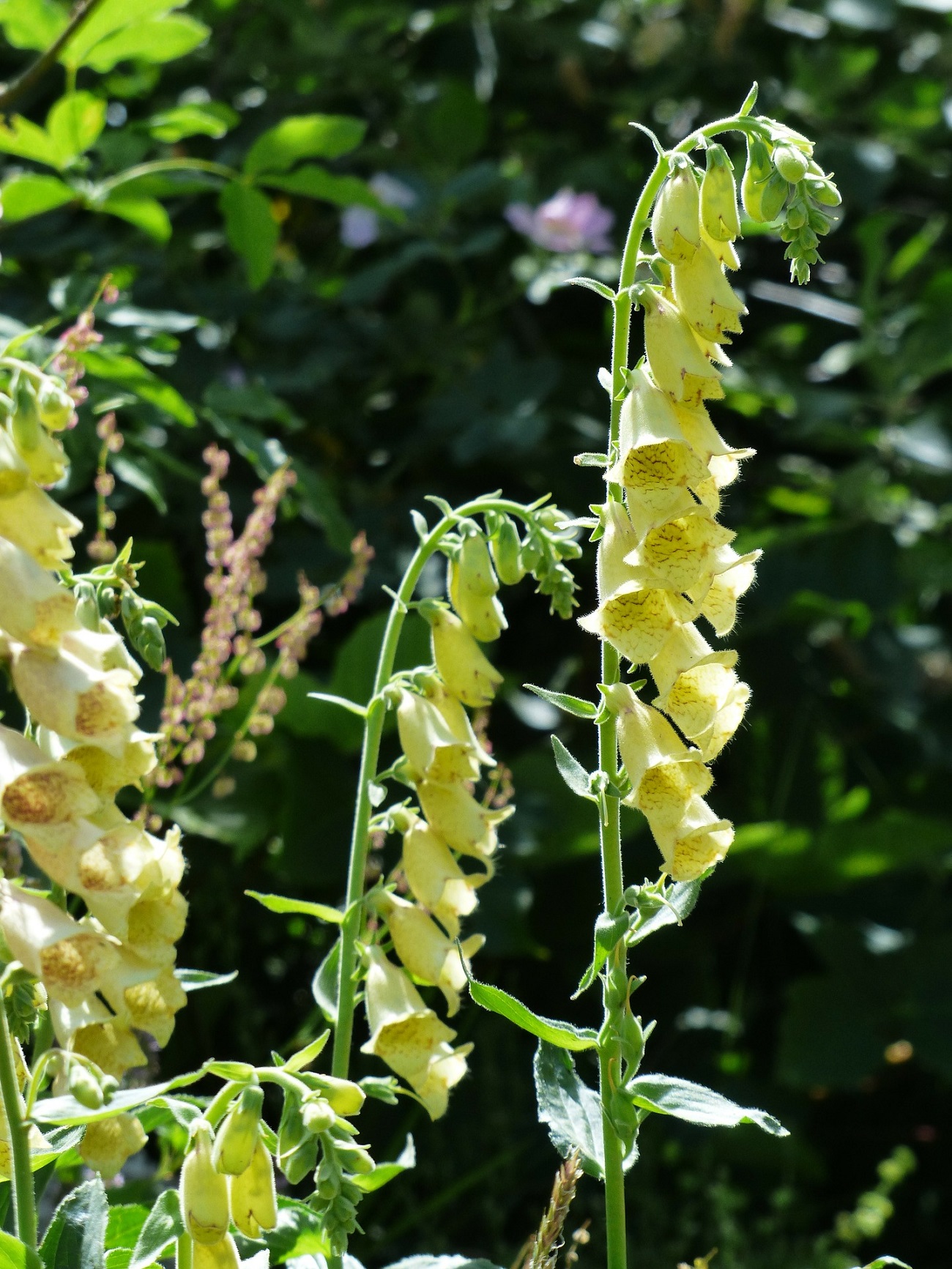3 Plants That Look Like Foxglove