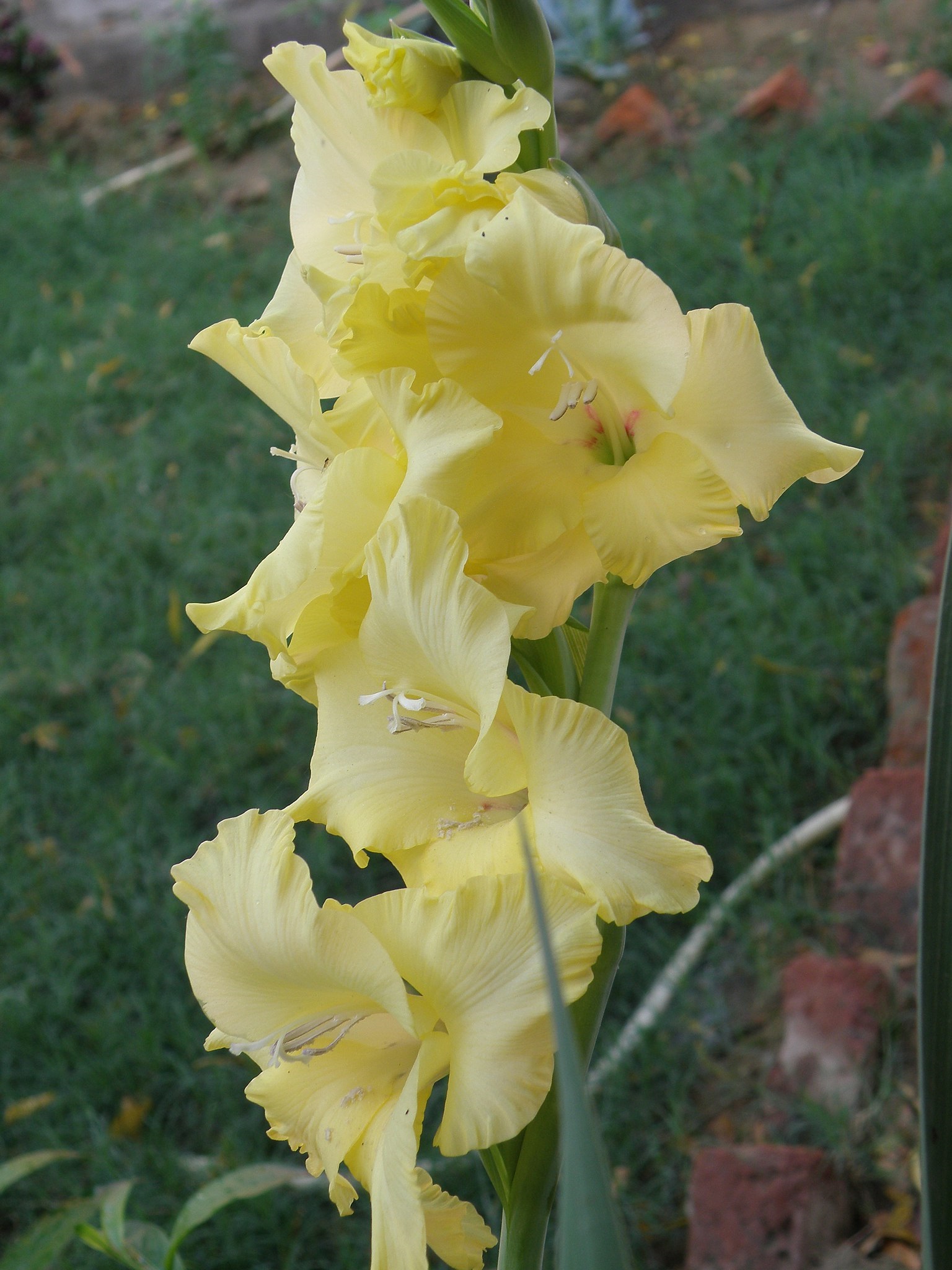 5 Plants That Look Like Gladiolus